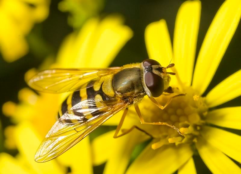 IMAGE: http://i62.photobucket.com/albums/h89/alliec_2006/20070828-IMG_3740.jpg