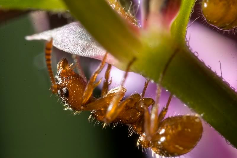 IMAGE: http://i62.photobucket.com/albums/h89/alliec_2006/20070828-IMG_3800.jpg