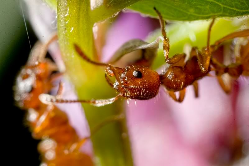 IMAGE: http://i62.photobucket.com/albums/h89/alliec_2006/20070828-IMG_3804.jpg