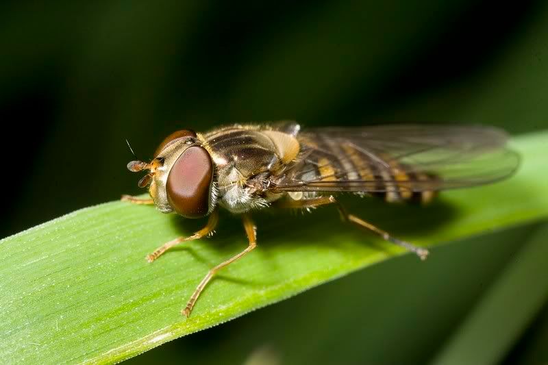 IMAGE: http://i62.photobucket.com/albums/h89/alliec_2006/20070829-IMG_4049.jpg