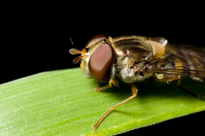 IMAGE: http://i62.photobucket.com/albums/h89/alliec_2006/20070829-IMG_4052.jpg