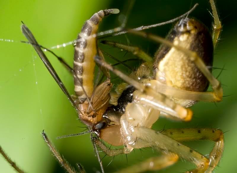 IMAGE: http://i62.photobucket.com/albums/h89/alliec_2006/3-1.jpg