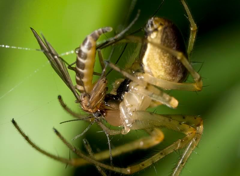 IMAGE: http://i62.photobucket.com/albums/h89/alliec_2006/4-1.jpg