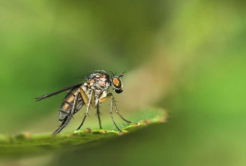 IMAGE: http://i62.photobucket.com/albums/h89/alliec_2006/4.jpg