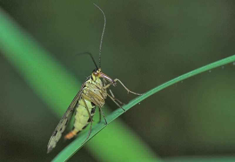 IMAGE: http://i62.photobucket.com/albums/h89/alliec_2006/6.jpg