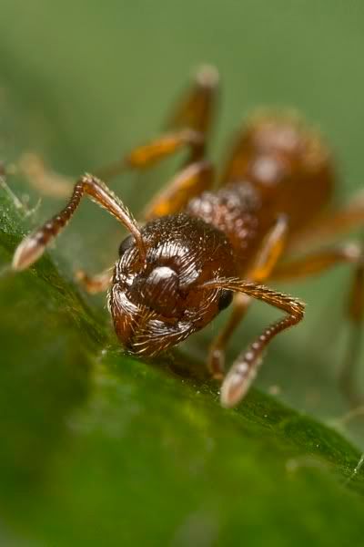 IMAGE: http://i62.photobucket.com/albums/h89/alliec_2006/Antx4.jpg