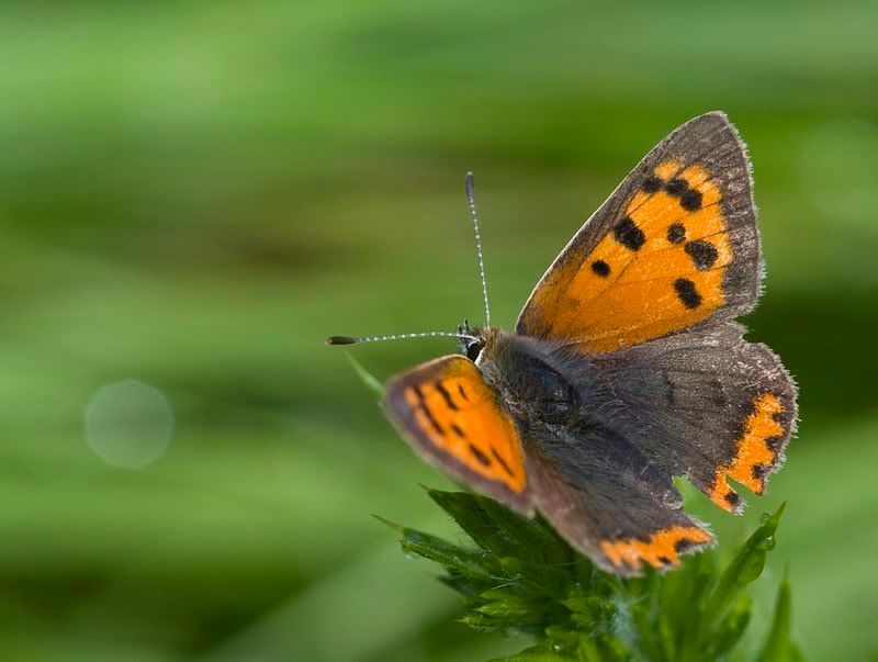 IMAGE: http://i62.photobucket.com/albums/h89/alliec_2006/BUTTERFLY-2.jpg