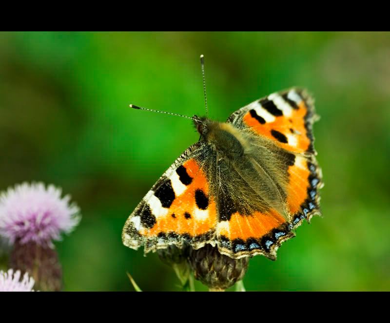 IMAGE: http://i62.photobucket.com/albums/h89/alliec_2006/Butterfly-1.jpg