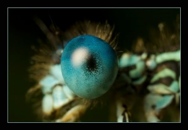 IMAGE: http://i62.photobucket.com/albums/h89/alliec_2006/Damseleyepotn.jpg