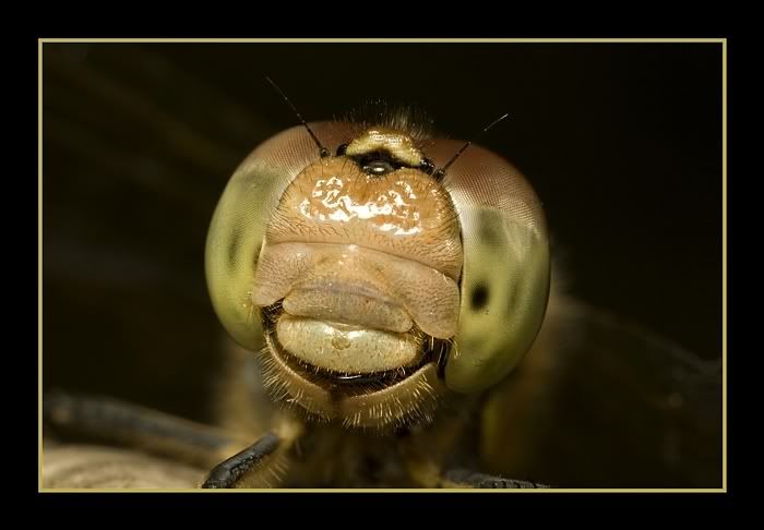 IMAGE: http://i62.photobucket.com/albums/h89/alliec_2006/DarterStackpotn.jpg