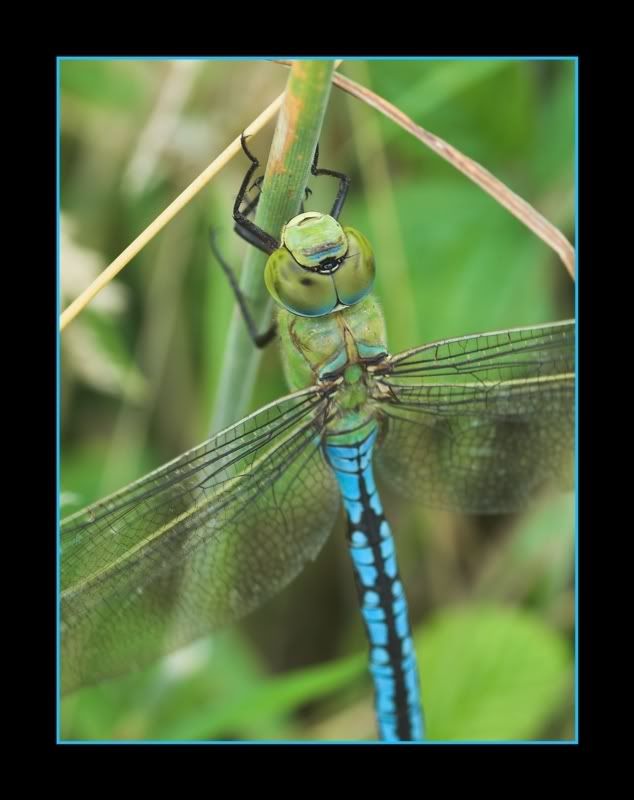 IMAGE: http://i62.photobucket.com/albums/h89/alliec_2006/Dragon2.jpg