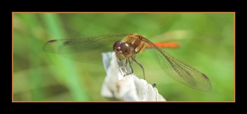 IMAGE: http://i62.photobucket.com/albums/h89/alliec_2006/Dragon3a.jpg