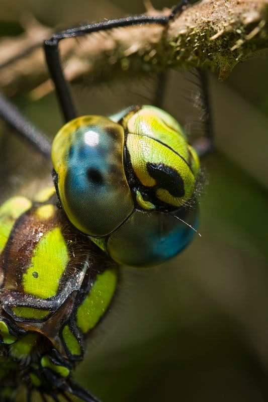 IMAGE: http://i62.photobucket.com/albums/h89/alliec_2006/Dragoneye.jpg