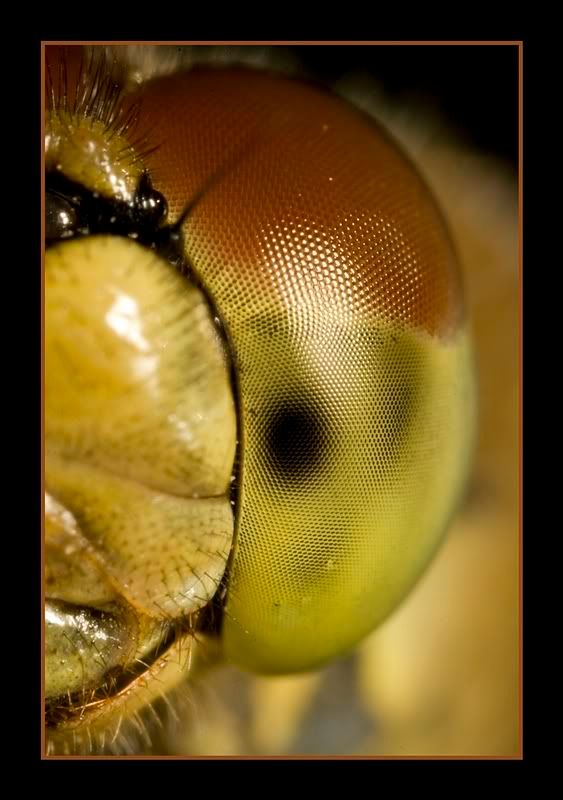 IMAGE: http://i62.photobucket.com/albums/h89/alliec_2006/Dragonseyspotn.jpg