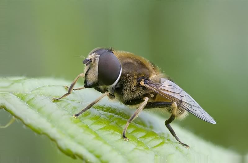 IMAGE: http://i62.photobucket.com/albums/h89/alliec_2006/Dronestack.jpg