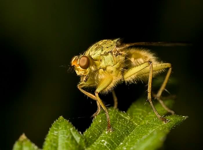 IMAGE: http://i62.photobucket.com/albums/h89/alliec_2006/DungFly.jpg