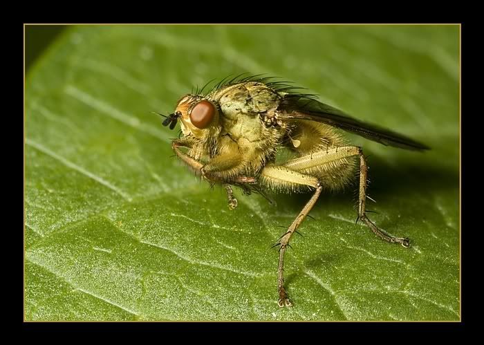 IMAGE: http://i62.photobucket.com/albums/h89/alliec_2006/Dungflypotn.jpg