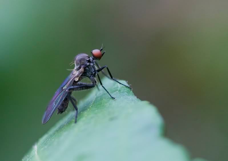 IMAGE: http://i62.photobucket.com/albums/h89/alliec_2006/FLY-3.jpg