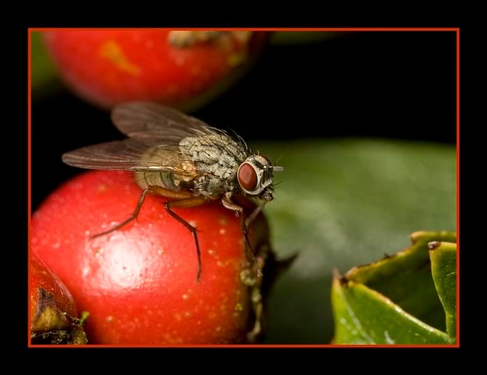 IMAGE: http://i62.photobucket.com/albums/h89/alliec_2006/FLYBERRYpotn.jpg