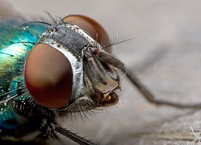 IMAGE: http://i62.photobucket.com/albums/h89/alliec_2006/Fly-eye-Small-1.jpg