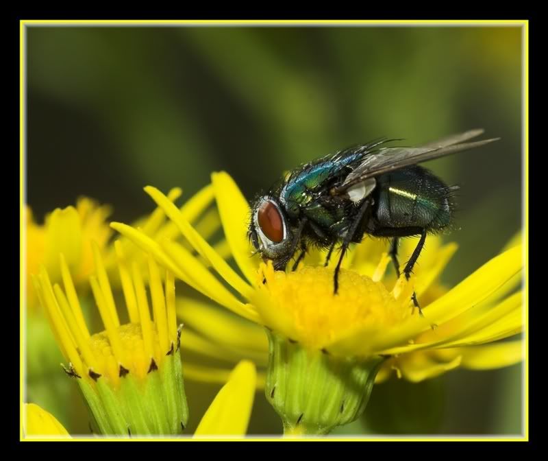 IMAGE: http://i62.photobucket.com/albums/h89/alliec_2006/Fly.jpg