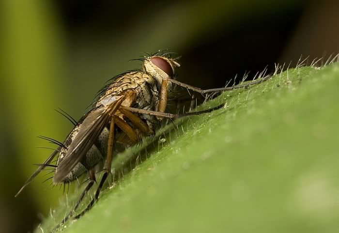 IMAGE: http://i62.photobucket.com/albums/h89/alliec_2006/Fly2Potn-1.jpg