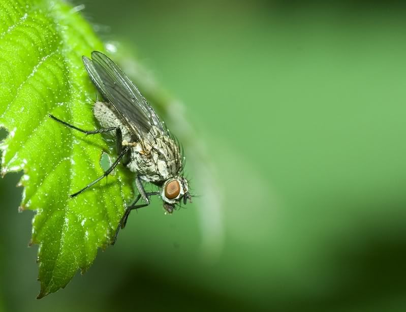 IMAGE: http://i62.photobucket.com/albums/h89/alliec_2006/Fly2a.jpg