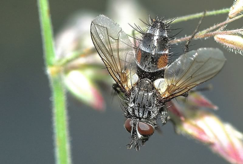 IMAGE: http://i62.photobucket.com/albums/h89/alliec_2006/FlyStack1.jpg