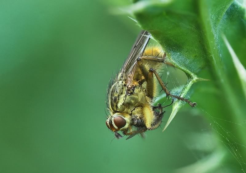 IMAGE: http://i62.photobucket.com/albums/h89/alliec_2006/Flywithdinnerstack1.jpg