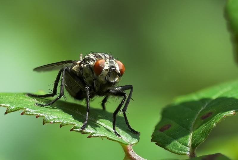 IMAGE: http://i62.photobucket.com/albums/h89/alliec_2006/FocusStackedFly2.jpg