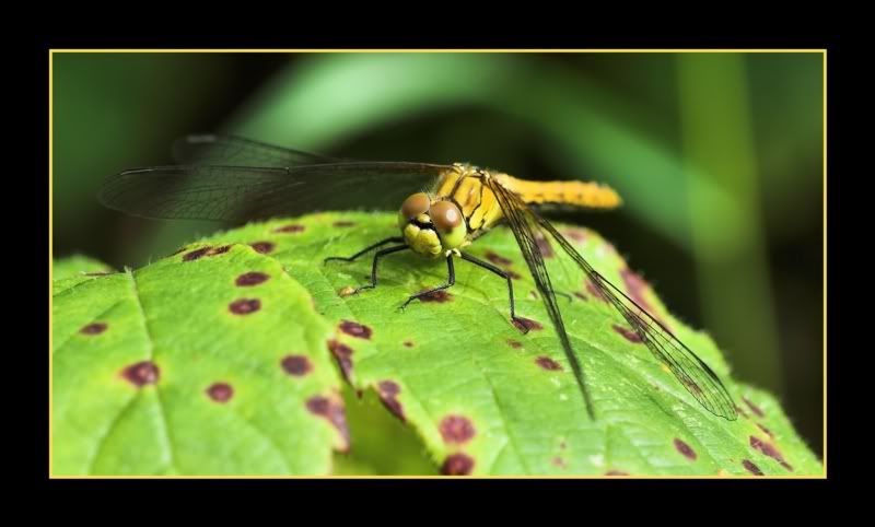 IMAGE: http://i62.photobucket.com/albums/h89/alliec_2006/Golden.jpg