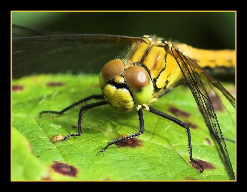 IMAGE: http://i62.photobucket.com/albums/h89/alliec_2006/Golden2.jpg