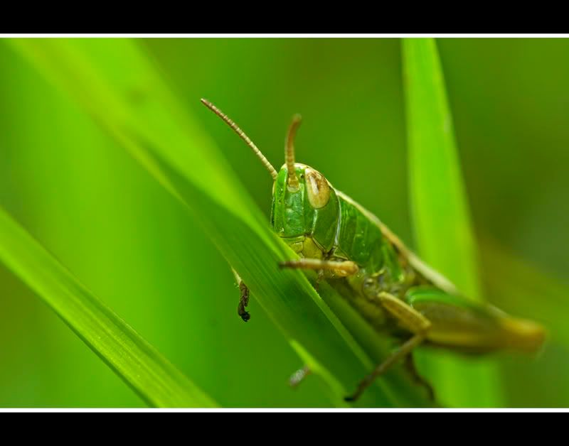 IMAGE: http://i62.photobucket.com/albums/h89/alliec_2006/Grasshopper.jpg