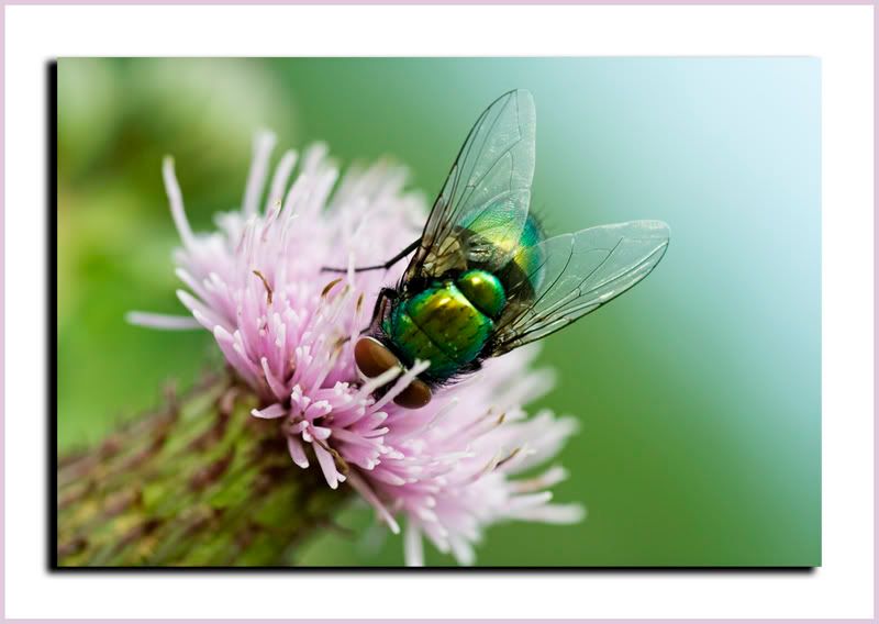 IMAGE: http://i62.photobucket.com/albums/h89/alliec_2006/Handstandsoftlight.jpg