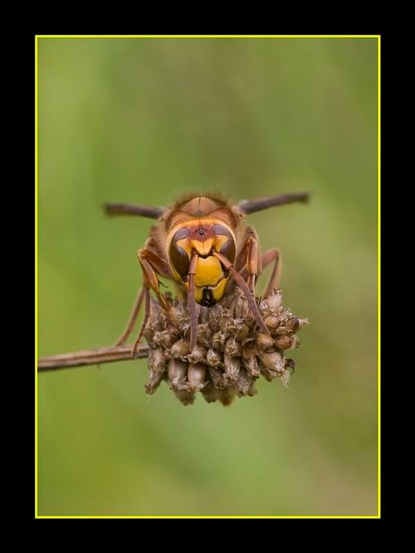 IMAGE: http://i62.photobucket.com/albums/h89/alliec_2006/Hornet.jpg