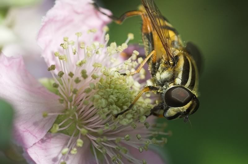 IMAGE: http://i62.photobucket.com/albums/h89/alliec_2006/Hover-2.jpg