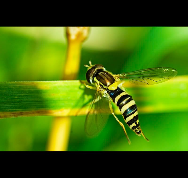 IMAGE: http://i62.photobucket.com/albums/h89/alliec_2006/Hover.jpg