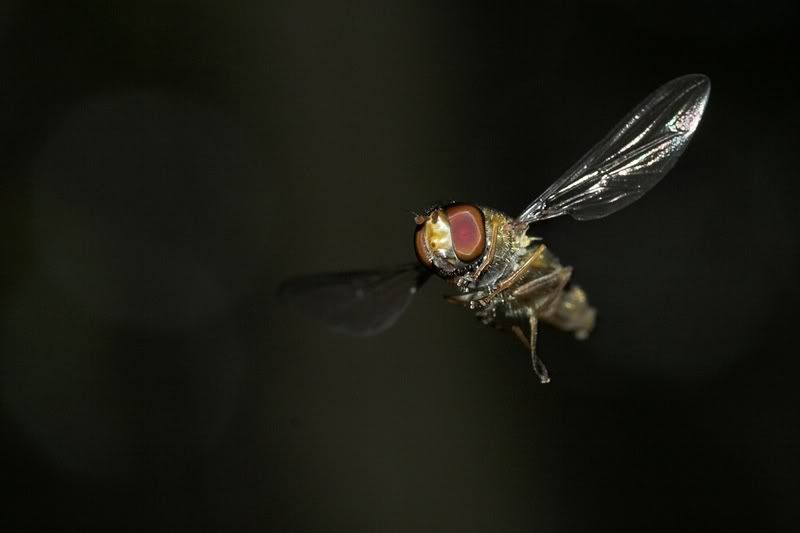 IMAGE: http://i62.photobucket.com/albums/h89/alliec_2006/Hover1-2.jpg