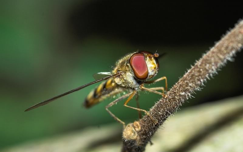 IMAGE: http://i62.photobucket.com/albums/h89/alliec_2006/Hover1-3.jpg