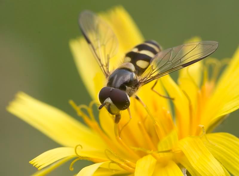 IMAGE: http://i62.photobucket.com/albums/h89/alliec_2006/Hover1-5.jpg