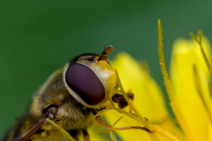 IMAGE: http://i62.photobucket.com/albums/h89/alliec_2006/Hover1-6.jpg