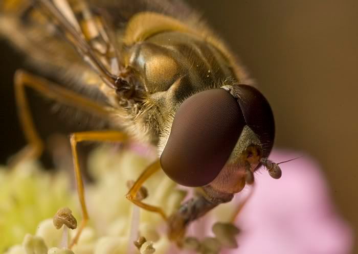 IMAGE: http://i62.photobucket.com/albums/h89/alliec_2006/Hover1-7.jpg