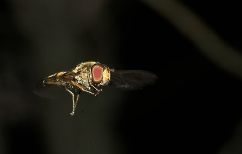 IMAGE: http://i62.photobucket.com/albums/h89/alliec_2006/Hover2-1.jpg