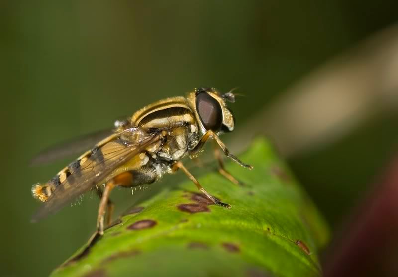 IMAGE: http://i62.photobucket.com/albums/h89/alliec_2006/Hover2-3.jpg