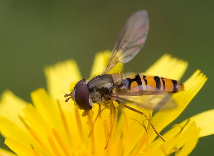 IMAGE: http://i62.photobucket.com/albums/h89/alliec_2006/Hover2-4.jpg