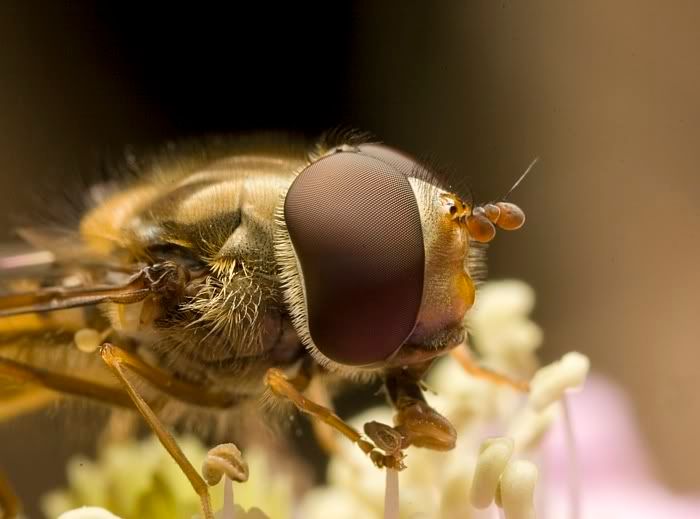 IMAGE: http://i62.photobucket.com/albums/h89/alliec_2006/Hover2-5.jpg