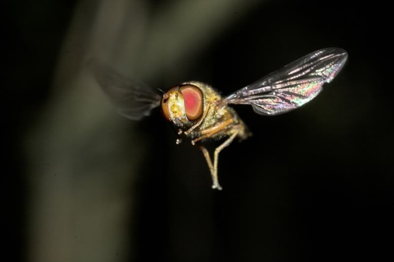 IMAGE: http://i62.photobucket.com/albums/h89/alliec_2006/Hover3-1.jpg