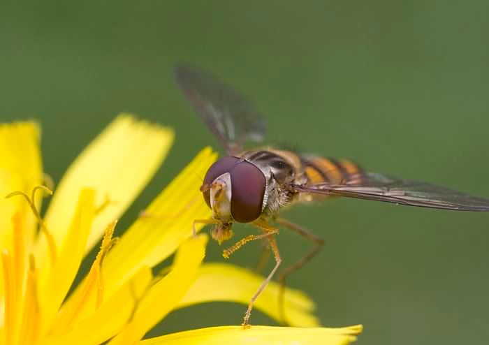 IMAGE: http://i62.photobucket.com/albums/h89/alliec_2006/Hover3-2.jpg