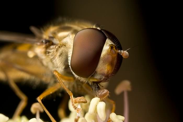 IMAGE: http://i62.photobucket.com/albums/h89/alliec_2006/Hover3-3.jpg