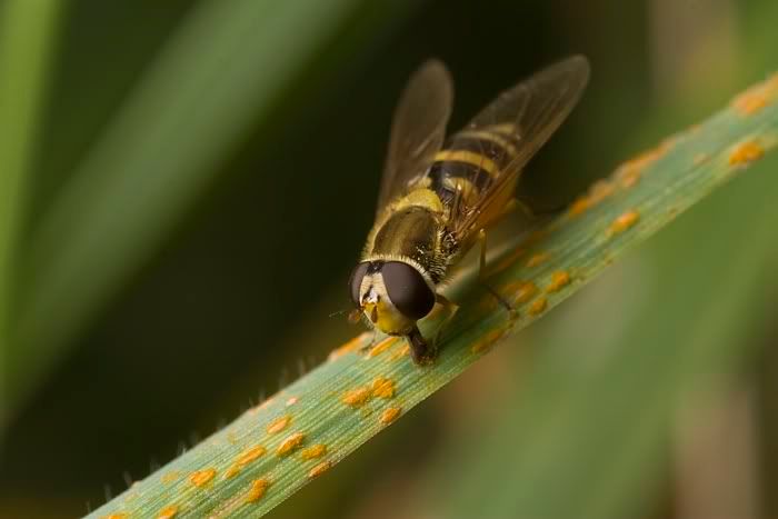 IMAGE: http://i62.photobucket.com/albums/h89/alliec_2006/Hover3-4.jpg